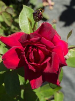 A vibrant red rose in full bloom with buds and leaves, in sunlight.