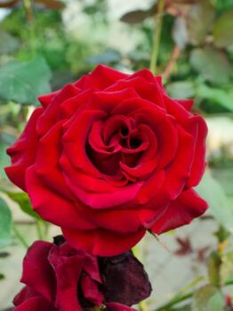 A vibrant red Rose 'Star Burst' PBR Bush Form in full bloom, with layers of delicate petals, set against a backdrop of green foliage.