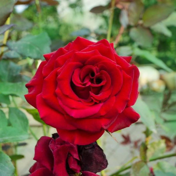 A vibrant red Rose 'Star Burst' PBR Bush Form in full bloom, with layers of delicate petals, set against a backdrop of green foliage.
