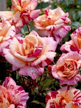 A cluster of vibrant pink and white speckled Rose 'Topsy Turvy' Bush Form in full bloom, surrounded by green foliage.