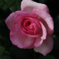 A single pink Rose 'Violina™' 2ft Standard in bloom with a dark background.