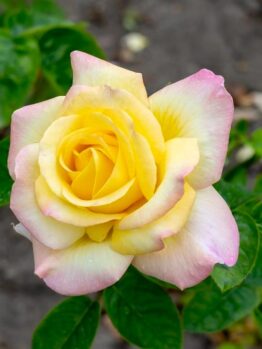 A yellow rose with pink-tipped petals in full bloom.