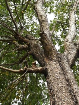 Upward view of a large Ulmus parvifolia 'Chinese Elm' with textured bark and spreading branches against a bright sky.
