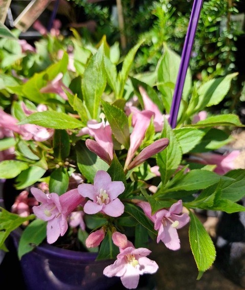 The Weigela 'Pink Poppet' in a 6" pot boasts vibrant pink flowers and lush green leaves, all beautifully illuminated by sunlight.