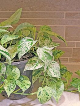 Potted variegated pothos plant on a countertop against a brick wall backdrop.