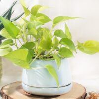 Pothos plant in a light blue pot on a wooden slice, surrounded by decorative items and another plant.