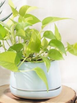 Pothos plant in a light blue pot on a wooden slice, surrounded by decorative items and another plant.