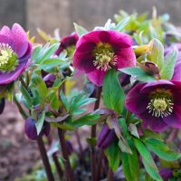 A cluster of purple Helleborus 'Anna's Red' in bloom with green foliage, in a 7" pot.