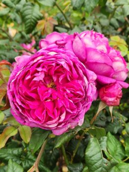 Close-up of vibrant pink Rose 'Let's Celebrate' Bush Form with layers of petals, surrounded by green leaves.