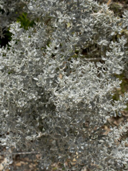 A close-up image of an Olearia 'Coast Daisy' 6" Pot plant, showcasing its silvery-gray, fuzzy leaves under bright sunlight.