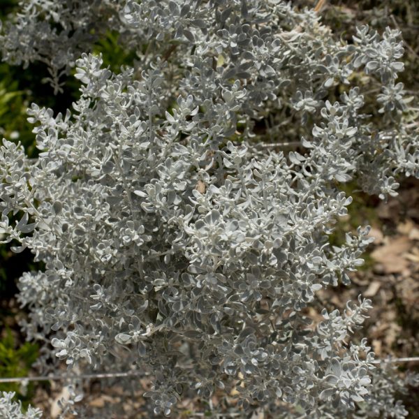 A close-up image of an Olearia 'Coast Daisy' 6" Pot plant, showcasing its silvery-gray, fuzzy leaves under bright sunlight.