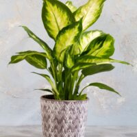 A dieffenbachia plant with vibrant green and yellow leaves in a decorative gray and white chevron-patterned pot against a textured gray background.