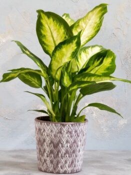 A dieffenbachia plant with vibrant green and yellow leaves in a decorative gray and white chevron-patterned pot against a textured gray background.