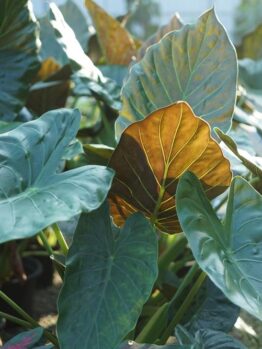 alocasia wentii the hardy elephant ear or dark elephant ears