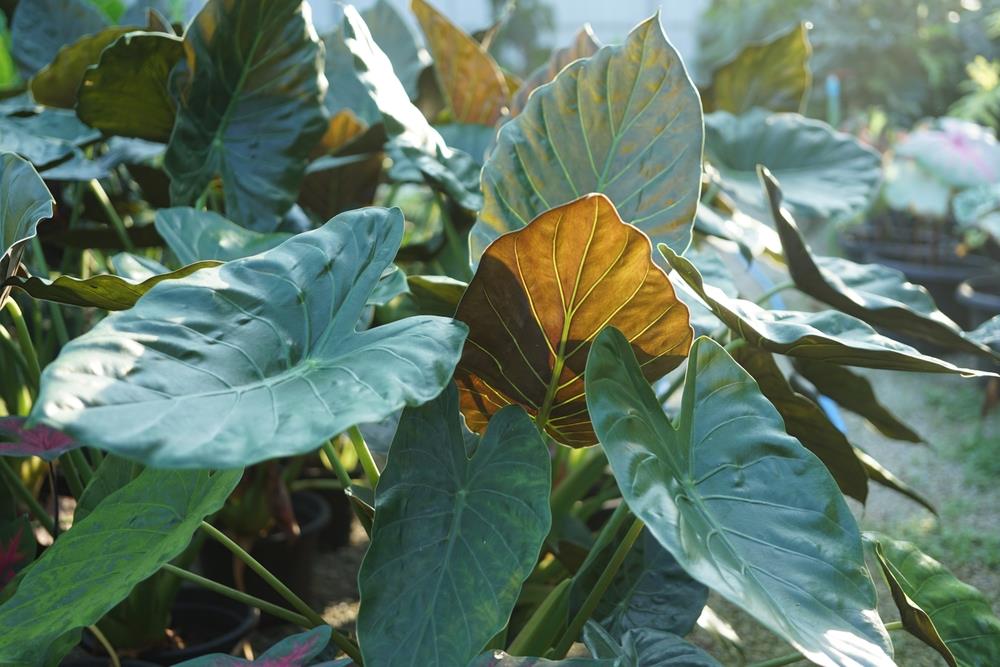 alocasia wentii the hardy elephant ear or dark elephant ears