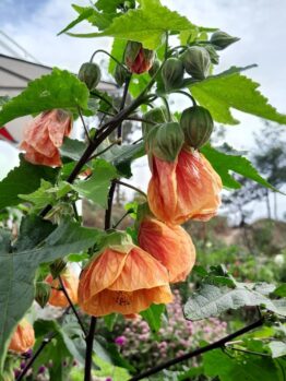 Close-up of orange, bell-shaped Abutilon flowers with green leaves and buds on a plant in a garden. The Abutilon 'Lucky Lantern Tangerine' 6" Pot (Copy) flourishes in its 6" pot. Background shows a canopy, trees, and plants under a cloudy sky.