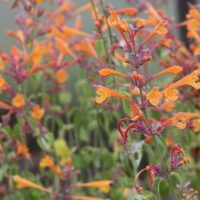 Agastache Party Peach orange apricot cottage flowers anise hyssop