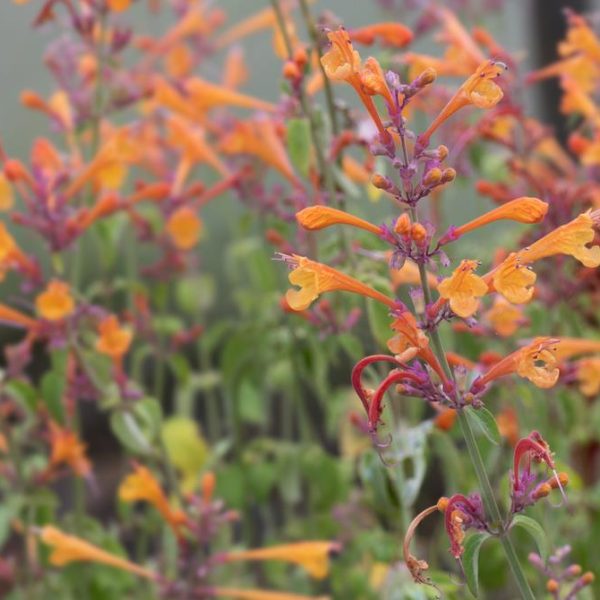Agastache Party Peach orange apricot cottage flowers anise hyssop