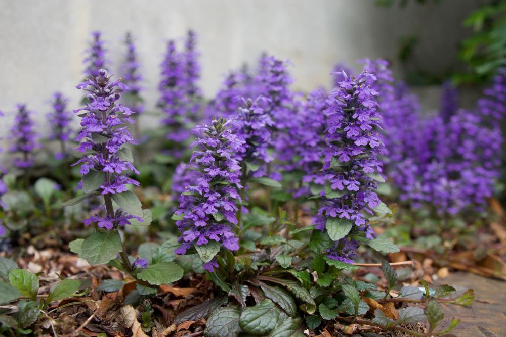 A cluster of purple flowers with green leaves grows in a garden bed, reminiscent of one of the top indoor plants. The background includes a concrete wall and scattered dry leaves.
