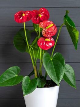 A potted Anthurium 'Red Winner' 8" Pot with vibrant red, heart-shaped flowers and large green leaves against a dark gray background.