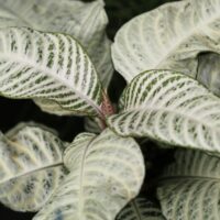 pretty indoor plant aphelandra zebra plant snow white with white and green leaves tropical