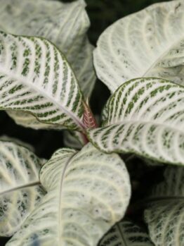 pretty indoor plant aphelandra zebra plant snow white with white and green leaves tropical