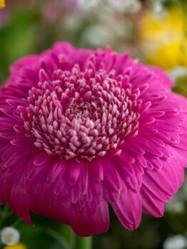 Close-up of a vibrant pink gerbera daisy flower surrounded by small white Argyranthemum 'Pom Pom' Federation Fancy 6" Pot blossoms and green leaves.