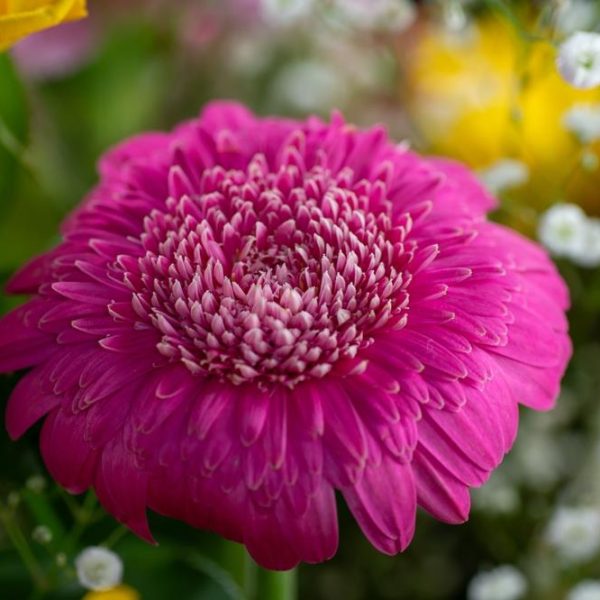 Close-up of a vibrant pink gerbera daisy flower surrounded by small white Argyranthemum 'Pom Pom' Federation Fancy 6" Pot blossoms and green leaves.
