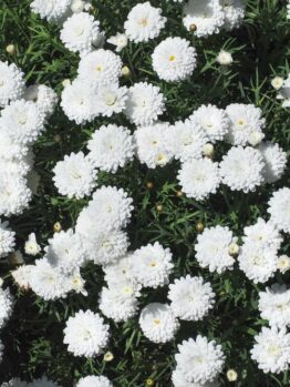 A cluster of white pompon dahlias in bloom with green foliage in the background, resembling a subtle touch of Argyranthemum 'Super Chameleon' Federation Fancy 6" Pot (Copy).