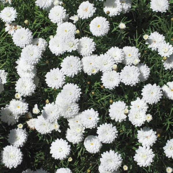 A cluster of white pompon dahlias in bloom with green foliage in the background, resembling a subtle touch of Argyranthemum 'Super Chameleon' Federation Fancy 6" Pot (Copy).
