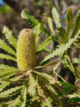 Close-up of a green banksia flower surrounded by jagged-edge leaves on a sunny day. Trees and foliage are visible in the blurred background.