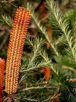 Close-up of a banksia plant showing elongated, cylindrical, orange inflorescences surrounded by green, needle-like leaves.