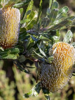 Two large, cylindrical, yellow and white Banksia flowers are surrounded by glossy green leaves in a native bushland setting.