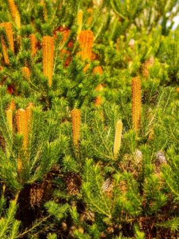 A dense cluster of fir trees featuring numerous cylindrical, orange-yellow flowers extending vertically from their green foliage.