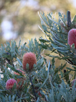 Close-up of a banksia plant with red-pink flowers and serrated leaves. The background features out-of-focus greenery and a clear sky.