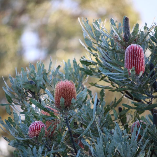 Close-up of a banksia plant with red-pink flowers and serrated leaves. The background features out-of-focus greenery and a clear sky.