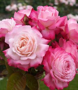 Close-up of a cluster of blooming pink Rose 'Princess Alexandra of Kent' Bush Form (Copy) with green leaves in the background.