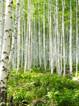 A dense forest of tall, slender birch trees with white bark and green leaves under bright daylight, with lush green undergrowth covering the forest floor.