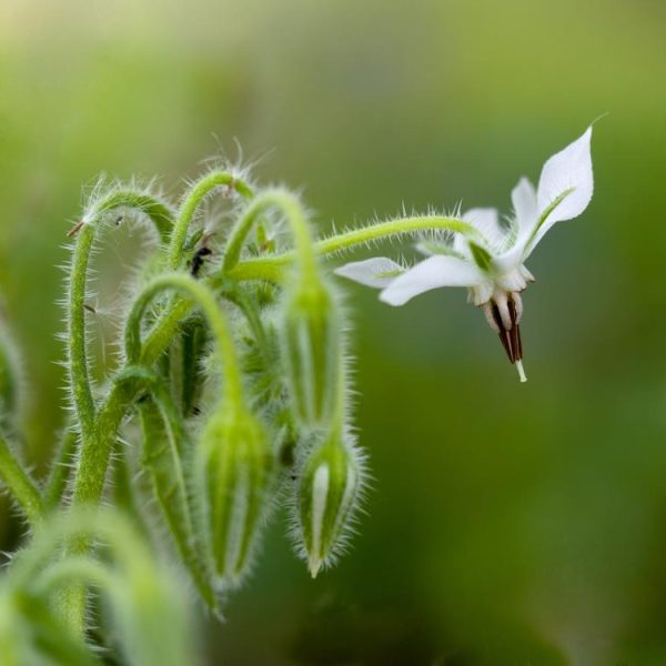 Close-up of a delicate white Borage Herb (Copy) flower with a hairy stem and leaves, set against a blurred green background.