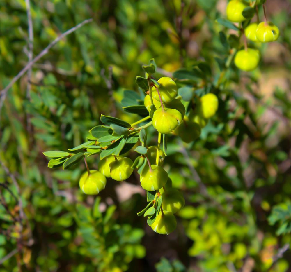 BORONIA CLAVATA BREMER BORONIA AUSTRALIAN NATIVE SHRUB WITH BELL SHAPED YELLOW FLOWERS