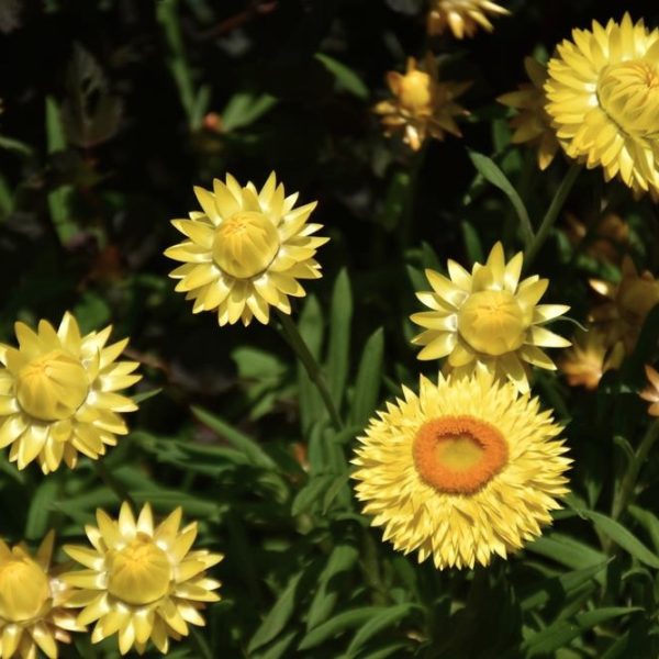 Yellow and orange Bracteantha flowers in bloom with green foliage background, showcased in a Bracteantha 'Daisy Fields Gold' Native Paper Daisy 6" Pot (Copy), reminiscent of the Native Paper Daisy.