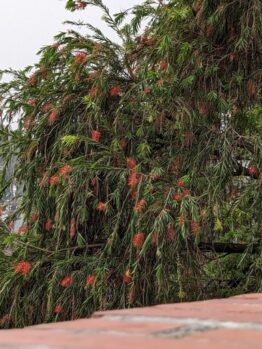 A tree with green leaves and clusters of small red flowers leans over a brick wall. Background includes other trees and a foggy sky.