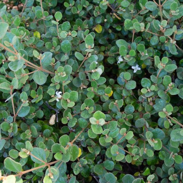 CORREA ALBA PROSTRATE CREEPING CORREA WHITE FLOWERING AUSTRALIAN NATIVE GROUNDCOVER
