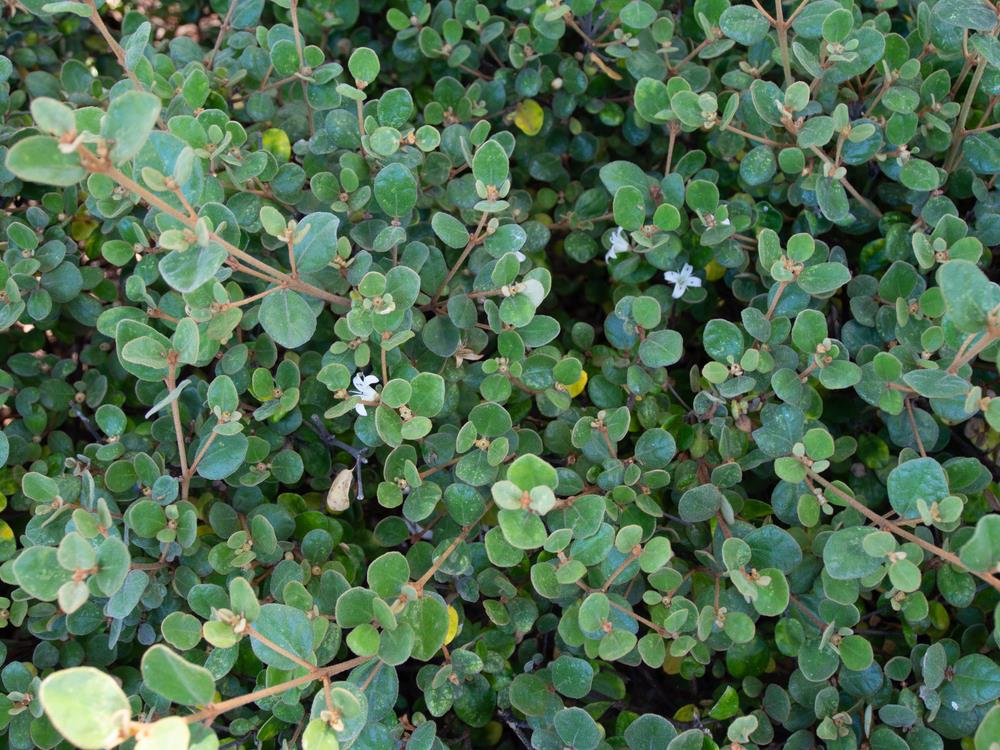 CORREA ALBA PROSTRATE CREEPING CORREA WHITE FLOWERING AUSTRALIAN NATIVE GROUNDCOVER
