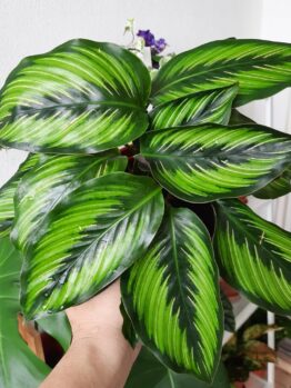 A hand holds a potted plant with large, green striped leaves.