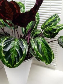 A potted Calathea plant with large, variegated green and purple leaves sits indoors near a window with blinds.
