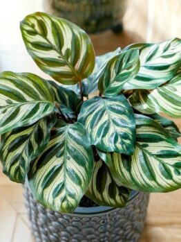A potted Calathea plant with green and light yellow striped leaves sits on a sunlit wooden floor.