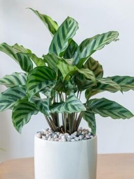 A green potted plant with zebra-patterned leaves sits on a wooden table, with a white pot filled with small pebbles.