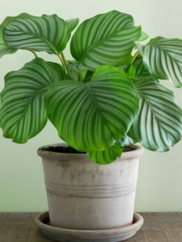 Potted plant with large, green, variegated leaves sits on a brown surface against a light green wall.