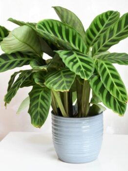 A potted plant with large, dark green leaves featuring lighter green stripes, placed on a white surface.
